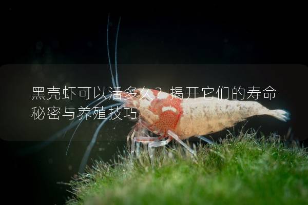 黑殼蝦可以活多久？揭開它們的壽命秘密與養(yǎng)殖技巧